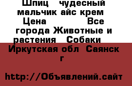 Шпиц - чудесный мальчик айс-крем › Цена ­ 20 000 - Все города Животные и растения » Собаки   . Иркутская обл.,Саянск г.